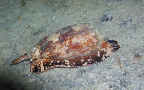 map cone shell.jpg